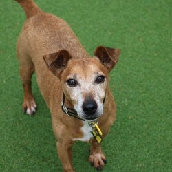 Patsy/Terrier (Jack Russell)/Female/8 + years,Patsy is a 11 year old (approximately) Jack Russell who is as cute as a button! She loves going for adventures and meeting people as well as playing with her toys! Patsy is looking for an experienced family who are able to have someone at home with her at all times, as she's been unhappy when left home alone previously. However, we do recommend building this time period up gradually. We have limited information about Patsy living in a home but we do know that she isn't fully house-trained. She would therefore need direct access to a secure garden of her own, with a 5ft fence.