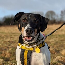 Jasper/Terrier (Jack Russell)/Male/5 - 7 years,Sweet boy Jasper is a very intelligent boy who loves his toys and learning new tricks! He is looking for a home with an experienced family who have had rescue dogs or similar breeds before. Jasper requires his own direct access, secure garden with a 5ft fence as he will need to be kept on lead whilst he is in public, and wearing a muzzle when he is in stressful situations, such as really busy places. Jasper is happy to walk with dog friends but would prefer to be the only pet in the home as he is quite indifferent with other dogs. Jasper is looking for a family who will always be at home with him, especially whilst he is settling in. We think he'd be able to be left for 2-3 hours once he has settled in, as long as this is built up gradually. He can also live with children aged 16 years and over.