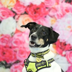 Jasper/Terrier (Jack Russell)/Male/5 - 7 years,Sweet boy Jasper is a very intelligent boy who loves his toys and learning new tricks! He is looking for a home with an experienced family who have had rescue dogs or similar breeds before. Jasper requires his own direct access, secure garden with a 5ft fence as he will need to be kept on lead whilst he is in public, and wearing a muzzle when he is in stressful situations, such as really busy places. Jasper is happy to walk with dog friends but would prefer to be the only pet in the home as he is quite indifferent with other dogs. Jasper is looking for a family who will always be at home with him, especially whilst he is settling in. We think he'd be able to be left for 2-3 hours once he has settled in, as long as this is built up gradually. He can also live with children aged 16 years and over.