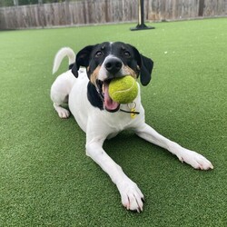 Jasper/Terrier (Jack Russell)/Male/5 - 7 years,Sweet boy Jasper is a very intelligent boy who loves his toys and learning new tricks! He is looking for a home with an experienced family who have had rescue dogs or similar breeds before. Jasper requires his own direct access, secure garden with a 5ft fence as he will need to be kept on lead whilst he is in public, and wearing a muzzle when he is in stressful situations, such as really busy places. Jasper is happy to walk with dog friends but would prefer to be the only pet in the home as he is quite indifferent with other dogs. Jasper is looking for a family who will always be at home with him, especially whilst he is settling in. We think he'd be able to be left for 2-3 hours once he has settled in, as long as this is built up gradually. He can also live with children aged 16 years and over.