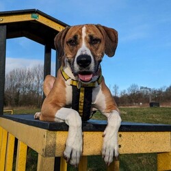 Timmy/Bulldog Cross/Male/5 - 7 years,Timmy is a sensitive boy who has a lot of love to give. He is a 7 year old Greyhound x Bulldog who has a big heart! Timmy is a playful guy who loves goofing around and playing with toys - his favourite game is tug of war but he is also a fan of just rolling around! He will need to be kept on lead whilst out and about due to his high prey drive. For this reason, he would love to have direct access from the home to a secure garden, with a 6ft fence, to run around freely in. He is also trained to wear a muzzle whilst out on his walks just as an added precaution to keep him safe. Timmy has been previously worried around young children so it is important for any children, including visitors, to be over 16 years old in his new home.
