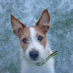 Skipper/Terrier (Jack Russell)/Male/5 - 7 years,Skipper is a happy little dude who loves to say hello to people on his walks and learn new tricks. This chipper 7 year old Jack Russell loves to play with toys and his favourite game is tug of war! Skipper is looking to have his own secure garden, fully enclosed with a 5ft fence that has direct access to the home so he has a safe space to run around daft in. He'd also like to have safe spaces to rest in the home without being disturbed suddenly, as he is more of an independent guy and isn't a couch potato! Skipper is looking for an active family who have experience with terriers or similar breeds. At the moment, Skipper would like to be the only pet in the home but he can socialise out on his walks!