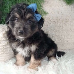Theo/Miniature Australian Shepherd Mix									Puppy/Male																/7 Weeks,Meet Theo! And adorable Aussie Chon puppy! He loves cuddles and all the attention! He is up to date on vaccines, and deworming. And has had a clear vet check done.The momma to these babies is a Bichon weighing around 12 pounds. And the dad a beautiful Australian Shepard weighing 20-25 pounds. For more information call or text Mary Sue.A $200 deposit will reseve him and is nonrefundable. 