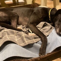 Adopt a dog:Arthur/Greyhound/Male/2 - 5 years,Meet Arthur, he's a sweet and sensitive Greyhound with a heart of gold. He's been with us for a little while now and has really blossomed in confidence and often greets his carers and volunteers with the happiest and waggiest tail! Arthur arrived with us with very little history and has likely never lived in a home before, so he'd loved to find adopters than can help him settle in and learn new things like housetraining and learning how to be left. He really enjoys the company of other dogs and would likely benefit from living with one in his forever home, however this isn't essential. He would like opportunities for socialisation if living alone. Arthur has a history of racing, so for this reason he does wear his muzzle out and about on his walkies and he looks super handsome in it! Arthur could live with children 6+ who can understand his shy nature, but it wont be long until he's leaning into you for fuss and snuggles!