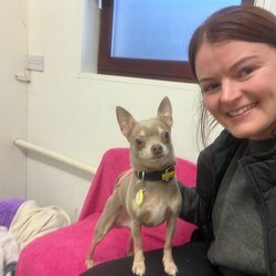 Adopt a dog:Taco/Chihuahua (Smooth Coat)/Male/2 - 5 years,Taco is 4-year-old Chihuahua. Taco may be small but has a huge personality! He will need time and space when meeting people, however once he trusts you he will happily be your best friend. Taco is looking for a quiet and calm adult only home and to be the only pet.