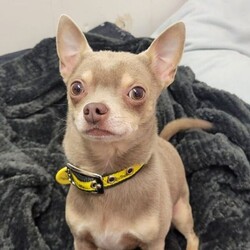 Adopt a dog:Taco/Chihuahua (Smooth Coat)/Male/2 - 5 years,Taco is 4-year-old Chihuahua. Taco may be small but has a huge personality! He will need time and space when meeting people, however once he trusts you he will happily be your best friend. Taco is looking for a quiet and calm adult only home and to be the only pet.