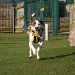 Adopt a dog:Buddy/Terrier (Staffordshire Bull) Cross/Male/2 - 5 years,Beautiful Buddy is on the search for a patient family who can help build his confidence in the World. He be nervous when being handled by new people and therefore needs adopters who will take things at his own pace. He would like a private and secure garden that he can enjoy as a familiar outside space. Buddy can live with primary school aged children if they are comfortable around dogs. Buddy is suitable to live with most other dogs in the home. He also could live with a cat and small furries in the home.
