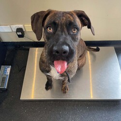 Adopt a dog:Lovebug/Great Dane/Female/1 Year 7 Months,Hi, I’m Lovebug, a sweet and affectionate gal who’s looking for a family that understands the joys of living with a large breed like me! I’m a young dog so I have a lot of energy and excitement to share, which means I need plenty of physical exercise and mental stimulation to keep me happy and healthy. You’ll need to be patient and provide me with decompression time to help me manage my enthusiasm, especially if I get too excited. While I love people, I’m better suited to a household without young children under 12. Sometimes I get a little too excited during interactions, and when I do, I need a family who will understand when to give me space to calm down. It’s also important that any kids I meet are comfortable with me and know how to give me room when I need it. When it comes to other dogs, I can become frustrated if I’m not properly matched, so I’ll need to meet any dogs in the home first. It’s important to make sure the match is a good one for everyone’s sake! As a larger breed, I’ll need lots of daily enrichment—think long, sniffy walks and a treasure hunt in the backyard to find hidden treats. Mental challenges are important to keep me busy so puzzle toys and training sessions are a must. I’m incredibly sweet and love spending time with my humans. I’ll be your loyal companion once I know I can trust you, and I’ll reward your patience with all the love and affection I have to offer. If you’re an experienced dog owner looking for a cuddle buddy and can help me thrive I just might be the perfect fit for you!