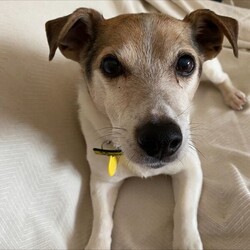 Archie/Terrier (Jack Russell)/Male/8 + years,Meet Archie our 13 year old Jack Russell Terrier who is looking for a calm and quiet home, ideally with his own garden. He can live with children over 14 years and will need to be the only pet in the home. He can be left for short periods once settled.