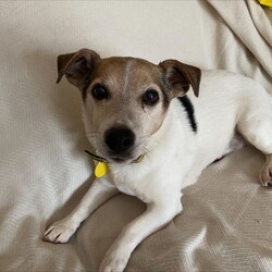 Archie/Terrier (Jack Russell)/Male/8 + years,Meet Archie our 13 year old Jack Russell Terrier who is looking for a calm and quiet home, ideally with his own garden. He can live with children over 14 years and will need to be the only pet in the home. He can be left for short periods once settled.
