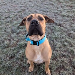 Diesel/Crossbreed/Male/1 - 2 years,Meet Diesel. He is a very handsome 2 year old Crossbreed looking for his forever home. Diesel is looking for an adult only home with minimal visitors as he is a little worried by strangers. Diesel's time home alone will need to be built up slowly as he settles back into home life. Despite his size, he walks really well on lead and once he knows you, he loves cuddles on the sofa with his people. He is unable to live with another dog in the home but he does enjoy making dog friends on walks, especially if they are calmer.