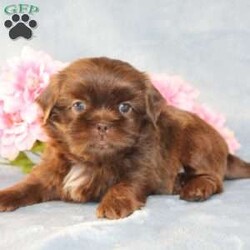 Mallard/Shih Tzu									Puppy/Male																/9 Weeks,Meet Mallard a solid chocolate one-of-a-kind AKC Shih Tzu puppy who is 100% genetically clear and already started on potty training and crate training!  This pup will be small as an adult since the parents who are pictured here are only 9lbs & 10lbs. This pup is up to date on shots and dewormer and vet checked and well socialized with children, teens, adults, and other puppies and comes with 30 days of free pet insurance to most buyers! We offer the option for  a 1 Year Genetic Health Guarantee! This puppy can have limited AKC or ACA papers and be microchipped for an extra fee!
