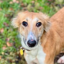Baron/Saluki Cross/Male/6 - 12 months,As Baron is still young, he will need ongoing basic training, so a household happy to focus on this would be best suited. Baron LOVES his walks out and adventures, so he would be the best companion for somebody who is active day to day. Children of secondary school age would be best suited for Baron at this stage.