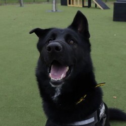 Pablo/German Shepherd Dog Cross/Male/1 - 2 years,Pablo is a sweet-natured boy who absolutely loves his humans. He’s friendly but also a large, strong, high-energy lad, so is looking for an adult-only home with no visiting children to set him up for success! He can live with another dog, pending a successful mix at the centre prior to rehoming. Pablo has previously lived with cats and could do so again given appropriate, gradual introductions.