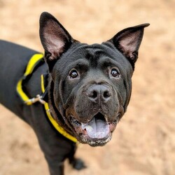 Rocco/Crossbreed/Male/6 - 12 months,This gorgeous boy is Rocco. He is a 9 month old Crossbreed looking for his forever home. He can live with anther dog, pending a successful meet at the centre and can live with children 11+ years old, as long as they are confident with big dogs. Rocco is lacking in confidence a little bit in kennels and therefore can be initially a little worried meeting new people but does get over it quite quickly. He can be left alone for a couple of hours and is already housetrained!