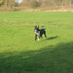 Adopt a dog:Dougie/Terrier (Staffordshire Bull)/Male/1 - 2 years,Dougie is a sweet 1 year old Staffie who is lots of fun! He can find some situations a little overwhelming so does need a patient and understanding home, especially whilst he is settling in. Dougie can make dog friends but would be best suited to being the only dog in the home at the moment. This super Staffie is full of energy and loves to play and would love an active home. He also isn't used to being left by himself so would love to have someone at home for most of the day, and any time that he is left alone to be built up very gradually over time.