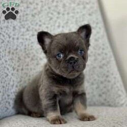 Bluebelle/French Bulldog									Puppy/Female														/10 Weeks,Meet Bluebelle – Your New Best Friend! Bluebelle is a stunning blue and tan full fluffy Frenchie with a coat as soft as her personality. This beautiful girl is on the lookout for her forever home, and once you meet her, you’ll understand why she’s so special! Bluebelle is a delight in every way – calm, well-mannered, and deeply affectionate. She adores cuddles, thrives on attention, and will quickly become the heart of your home. Whether she’s making friends with people or playing with other dogs, Bluebelle’s sweet and gentle nature always shines through. If you’re looking for a puppy who combines charm, beauty, and a loving personality, Bluebelle is the perfect match. Don’t miss out on this little treasure – she’s ready to bring love, joy, and plenty of fluffy cuddles into your life. Contact us today to learn more about welcoming Bluebelle into your family!