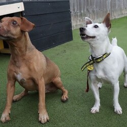 Dot/Terrier (Jack Russell) Cross/Female/2 - 5 years,Dot is a dainty darling who is looking for a quiet, adult-only home. She is friendly but does need a family who will follow a hands-off approach as she can find handling overwhelming. Dot can live with another dog though she will need one that will respect her space, especially at first. Once she’s comfortable she will start to play though!