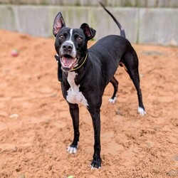 Logan/Lurcher/Male/2 - 5 years,Meet Logan, he is a 4.5 year old Lurcher looking for his new, forever home. He is unable to live with another dog as he does need some work on his social skills with them. He can live with children 11+ years old, as long as they are confident with bigger, bouncy dogs. Logan loves to play and is very friendly with everyone he meets. He has previously been left alone for a couple of hours throughout the day and therefore can be in his new home, once he has settled in.