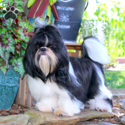 Mallard/Shih Tzu									Puppy/Male																/9 Weeks,Meet Mallard a solid chocolate one-of-a-kind AKC Shih Tzu puppy who is 100% genetically clear and already started on potty training and crate training!  This pup will be small as an adult since the parents who are pictured here are only 9lbs & 10lbs. This pup is up to date on shots and dewormer and vet checked and well socialized with children, teens, adults, and other puppies and comes with 30 days of free pet insurance to most buyers! We offer the option for  a 1 Year Genetic Health Guarantee! This puppy can have limited AKC or ACA papers and be microchipped for an extra fee!