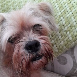 Adopt a dog:Teddy/Lhasa Apso/Male/8 + years,Teddy is looking for a calm and quiet home to relax in and enjoy his golden years, he is looking for only adults in the home and no children visiting. Teddy is a little unsure around certain dogs so is looking to be the only pet in the home and have no visiting pets. He would be happy with calm and polite walking buddies who will give him space and let him approach on his own terms. Teddy knows how to “sit”, he loves cheesy bites, so can be convinced to do training with treats. Teddy is completely housetrained in his foster home, but does like his own space to explore so his own private, secure garden is essential. Teddy can get worried being left alone for too long, he could be left for up to 2 hours, this will need to be built up gradually after he has had time to settle into his new home. Teddy will need to meet his adopters multiple times prior to going home so please bear this in mind when applying. Please note that should you be shortlisted, our rehoming process usually takes up to 7 days, and potential adopters would be required to come up to the centre to meet him within 48hrs of being shortlisted.