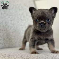 Bluebelle/French Bulldog									Puppy/Female														/10 Weeks,Meet Bluebelle – Your New Best Friend! Bluebelle is a stunning blue and tan full fluffy Frenchie with a coat as soft as her personality. This beautiful girl is on the lookout for her forever home, and once you meet her, you’ll understand why she’s so special! Bluebelle is a delight in every way – calm, well-mannered, and deeply affectionate. She adores cuddles, thrives on attention, and will quickly become the heart of your home. Whether she’s making friends with people or playing with other dogs, Bluebelle’s sweet and gentle nature always shines through. If you’re looking for a puppy who combines charm, beauty, and a loving personality, Bluebelle is the perfect match. Don’t miss out on this little treasure – she’s ready to bring love, joy, and plenty of fluffy cuddles into your life. Contact us today to learn more about welcoming Bluebelle into your family!