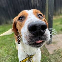 Adopt a dog:Hickory/Foxhound/Male/2 - 5 years,Hickory is a charming 3-year-old male Foxhound with a sweet, bouncy nature and a love for canine company. To help him thrive, Hickory must live with a confident dog who can show him the ropes and help him settle into his new home. He is best suited to a quiet, patient household with children aged 14 or over who understand his shy but affectionate personality. Hickory has not lived in a home before, so he will need time to adjust to this new environment, including house training and gradually building up to being left alone with another dog for company.

Hickory can become overwhelmed by visitors, so his new family will need to manage introductions carefully, which we are happy to advise on during the rehoming process. He will need multiple visits to form a bond with his adopters. Hickory requires a secure garden where he can practice loose-lead walking and enjoy off-lead free-running time.