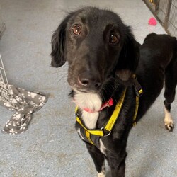 Cola/Lurcher/Male/2 - 5 years,Cola is a real sweetie looking for a family that can shower him in love and attention. He can live with children aged 8+ and would like to be the only pet in the home. Cola has spent a long time in kennels so will need a patient family happy to help him transition back into a home environment at his pace.