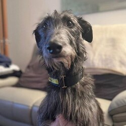 Adopt a dog:Thunder/Deerhound/Male/2 - 5 years,Thunder is now looking for his forever home. He can live with older teens of 14 plus who are used to large dogs and must be the only pet in the home. This cutie came to us through no fault of his own, and has been a really good boy in his foster home but can be nervous of new people coming in and has growled, so will need slow introductions. He like's to be out and about and travels well in the car. Any leaving time will need to be built up slowly over time until he is confident and settled with his new family. Thunder will need a private secure garden as he is not totally comfortable around other dog