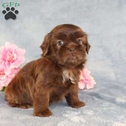 Mallard/Shih Tzu									Puppy/Male																/9 Weeks,Meet Mallard a solid chocolate one-of-a-kind AKC Shih Tzu puppy who is 100% genetically clear and already started on potty training and crate training!  This pup will be small as an adult since the parents who are pictured here are only 9lbs & 10lbs. This pup is up to date on shots and dewormer and vet checked and well socialized with children, teens, adults, and other puppies and comes with 30 days of free pet insurance to most buyers! We offer the option for  a 1 Year Genetic Health Guarantee! This puppy can have limited AKC or ACA papers and be microchipped for an extra fee!
