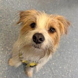 Max/Crossbreed/Male/1 - 2 years,1-year- 10mth old Max is now looking for his special place to call home. This little lad can live in a home with children 11+ and can live with other pets in the home.  Max is always up for an adventure; he loves to travel in the car and loves his walks. Max can be left for small periods of time; this will need to be built up slowly. Max has a neurological medical issue, which can be discussed further to his new potential adopter by our vet team, due to this we believe that Max he would benefit from living in a home with another dog. Max is currently in a foster home and living the best life, he has a confident doggy friend, which is helping him build confidence