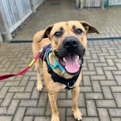 Diesel/Crossbreed/Male/1 - 2 years,Meet Diesel. He is a very handsome 2 year old Crossbreed looking for his forever home. Diesel is looking for an adult only home with minimal visitors as he is a little worried by strangers. Diesel's time home alone will need to be built up slowly as he settles back into home life. Despite his size, he walks really well on lead and once he knows you, he loves cuddles on the sofa with his people. He is unable to live with another dog in the home but he does enjoy making dog friends on walks, especially if they are calmer.