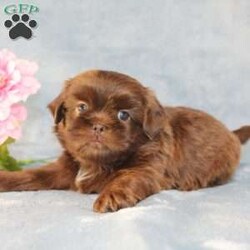 Mallard/Shih Tzu									Puppy/Male																/9 Weeks,Meet Mallard a solid chocolate one-of-a-kind AKC Shih Tzu puppy who is 100% genetically clear and already started on potty training and crate training!  This pup will be small as an adult since the parents who are pictured here are only 9lbs & 10lbs. This pup is up to date on shots and dewormer and vet checked and well socialized with children, teens, adults, and other puppies and comes with 30 days of free pet insurance to most buyers! We offer the option for  a 1 Year Genetic Health Guarantee! This puppy can have limited AKC or ACA papers and be microchipped for an extra fee!