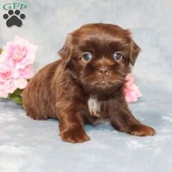 Mallard/Shih Tzu									Puppy/Male																/9 Weeks,Meet Mallard a solid chocolate one-of-a-kind AKC Shih Tzu puppy who is 100% genetically clear and already started on potty training and crate training!  This pup will be small as an adult since the parents who are pictured here are only 9lbs & 10lbs. This pup is up to date on shots and dewormer and vet checked and well socialized with children, teens, adults, and other puppies and comes with 30 days of free pet insurance to most buyers! We offer the option for  a 1 Year Genetic Health Guarantee! This puppy can have limited AKC or ACA papers and be microchipped for an extra fee!