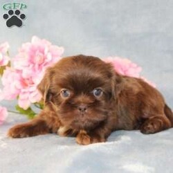 Mallard/Shih Tzu									Puppy/Male																/9 Weeks,Meet Mallard a solid chocolate one-of-a-kind AKC Shih Tzu puppy who is 100% genetically clear and already started on potty training and crate training!  This pup will be small as an adult since the parents who are pictured here are only 9lbs & 10lbs. This pup is up to date on shots and dewormer and vet checked and well socialized with children, teens, adults, and other puppies and comes with 30 days of free pet insurance to most buyers! We offer the option for  a 1 Year Genetic Health Guarantee! This puppy can have limited AKC or ACA papers and be microchipped for an extra fee!