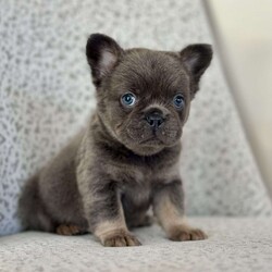 Bluebelle/French Bulldog									Puppy/Female														/10 Weeks,Meet Bluebelle – Your New Best Friend! Bluebelle is a stunning blue and tan full fluffy Frenchie with a coat as soft as her personality. This beautiful girl is on the lookout for her forever home, and once you meet her, you’ll understand why she’s so special! Bluebelle is a delight in every way – calm, well-mannered, and deeply affectionate. She adores cuddles, thrives on attention, and will quickly become the heart of your home. Whether she’s making friends with people or playing with other dogs, Bluebelle’s sweet and gentle nature always shines through. If you’re looking for a puppy who combines charm, beauty, and a loving personality, Bluebelle is the perfect match. Don’t miss out on this little treasure – she’s ready to bring love, joy, and plenty of fluffy cuddles into your life. Contact us today to learn more about welcoming Bluebelle into your family!