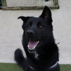 Pablo/German Shepherd Dog Cross/Male/1 - 2 years,Pablo is a sweet-natured boy who absolutely loves his humans. He’s friendly but also a large, strong, high-energy lad, so is looking for an adult-only home with no visiting children to set him up for success! He can live with another dog, pending a successful mix at the centre prior to rehoming. Pablo has previously lived with cats and could do so again given appropriate, gradual introductions.