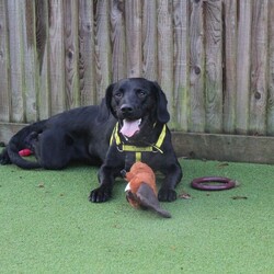 Adopt a dog:Cracker/Retriever (Labrador) Cross/Male/1 - 2 years,Cracker is a 1 year old Lab x Cocker Spaniel and, well, he is a wee Cracker! He is full of beans and would love an active family who can take him hiking and keep his brain busy! He's looking to have direct access into a secure garden, with a 6ft minimum fence. Cracker loves to play with other dogs and would be able to share his home with another dog. He is looking to continue his basic training with his new family but has a few tricks up his sleeve already and he is super playful!