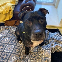 Adopt a dog:Boss/Terrier (Bull)/Male/8 + years,Boss is a delightful, affectionate older chap who came into our care through no fault of his own.  He's a very friendly boy and could live with primary school children. He is used to visitors to the home and loves to welcome them in, geting very excited when they first arrive, but soon calms down.  He could live with another calm dog, pending successful introductions here at the Centre, and once in a home would benefit from regular meets and walks with other dogs to build his confidence around them.  He really isnt keen on cats, and will pull when he sees one, but otherwise he does walk very nicely on lead and loves to be out exploring and sniffing.  He is not used to lots of car travel, but will settle in the car, especially if someone sits with him. Boss is house trained and will let you know when he wants to go out, but may need gentle reminders and encouragement with this once in a new home.  His own private garden isn't essential as long as he has regular access outside,, and he could share a communal outside space once adopted.  He is not used to being left alone, as he just loves being around people, but once settled he could be built up to short periods alone of around an hour or two.