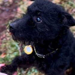 Adopt a dog:Jeremy/Terrier (Patterdale)/Male/2 - 5 years,Somebody home most of the time would be best suited for Jeremy - he will still need some ongoing training but already responds to 'sit' and 'paw'. Jeremy has walked great on the lead, but will sometimes bark if another dog barks at him - this can worry him sometimes. A home in a quieter location may suit him best. Children would need to be of secondary school age or older.