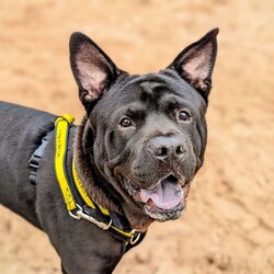 Rocco/Crossbreed/Male/6 - 12 months,This gorgeous boy is Rocco. He is a 9 month old Crossbreed looking for his forever home. He can live with anther dog, pending a successful meet at the centre and can live with children 11+ years old, as long as they are confident with big dogs. Rocco is lacking in confidence a little bit in kennels and therefore can be initially a little worried meeting new people but does get over it quite quickly. He can be left alone for a couple of hours and is already housetrained!