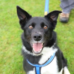 Koby/Collie (Border)/Male/2 - 5 years,Koby is a sweet boy who adores his toys, so much so that he doesn't like to share them. He is not entirely comfortable around dogs and would prefer not to share his home with other animals or young children. Secondary school aged children should be fine as long they don't try to take his toys without swapping them