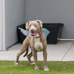 Adopt a dog:Delta/American Staffordshire Terrier/Female/12 Months,Hi, I’m Delta, and I’m an adolescent Staffy puppy looking for my forever home! I’m still a little shy and timid, but I’m learning and growing every day. Life is a bit overwhelming for me right now, but I’m doing my best to build my confidence. I would do best in a calm and quiet household where I can take things at my own pace. If you have children, they need to be over 12 years old, as I’ll thrive with older kids who can understand when I need space and time to adjust. I’d love to meet everyone in the family before we take the next step, as it’s important for me to feel comfortable and safe. I also think I’d be happiest with another dog in the home – a canine friend would really help me with my confidence and help me feel at ease. Since I’m still learning a lot, I’ll need ongoing training to help me become the best dog I can be. If you have a loving and patient home and you’re looking for a sweet companion, I’d love to meet you! Lots of licks, Delta xx Household restrictions: