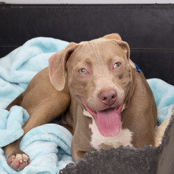 Adopt a dog:Delta/American Staffordshire Terrier/Female/12 Months,Hi, I’m Delta, and I’m an adolescent Staffy puppy looking for my forever home! I’m still a little shy and timid, but I’m learning and growing every day. Life is a bit overwhelming for me right now, but I’m doing my best to build my confidence. I would do best in a calm and quiet household where I can take things at my own pace. If you have children, they need to be over 12 years old, as I’ll thrive with older kids who can understand when I need space and time to adjust. I’d love to meet everyone in the family before we take the next step, as it’s important for me to feel comfortable and safe. I also think I’d be happiest with another dog in the home – a canine friend would really help me with my confidence and help me feel at ease. Since I’m still learning a lot, I’ll need ongoing training to help me become the best dog I can be. If you have a loving and patient home and you’re looking for a sweet companion, I’d love to meet you! Lots of licks, Delta xx Household restrictions: