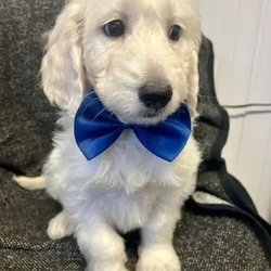 F1 golden doodle puppies for loving homes /Goldendoodle/3 male / 3 female/9 weeks, 6 days,I have the most wonderful litter of goldendoodles. In pics boys have bow tie girls don’t . Mum is a loving fantastic dna health tested standard poodle . Dad a fantastic golden retriever bred from health tested parents. Our puppies are confident healthy bouncy bundles of fluff ( like wee polar bears) they leave us with there first vaccination . Kennel cough vaccination. Vet health check letter and microchip transfer instructions. They also leave with sales contract and three kg of their puppy food . As a licensed breeder am always at the end of the phone for after care advice . You can check out my five star reviews on my Facebook page at old toll dog grooming and breeding services . We also offer discount to our new puppy owners in our licensed boarding kennels and groomers if ever needed . Viewing is welcome by appointment by calling or what’s app no time wasters please we’re very busy all the time and don’t have time for sending thousands of pics ;-)