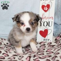Lexie/Miniature Australian Shepherd									Puppy/Female														/7 Weeks,Say hello to this adorable Miniature Australian Shepherd puppy who loves attention! This sweetie pie comes up to date on shots and dewormer and will be vet checked before going home. This beautiful pup is so sweet like the mother Violet and is already smart like the sire Luke! If you are seeking a pup who would be fun to train contact us today! 