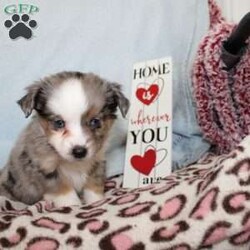 Lexie/Miniature Australian Shepherd									Puppy/Female														/7 Weeks,Say hello to this adorable Miniature Australian Shepherd puppy who loves attention! This sweetie pie comes up to date on shots and dewormer and will be vet checked before going home. This beautiful pup is so sweet like the mother Violet and is already smart like the sire Luke! If you are seeking a pup who would be fun to train contact us today! 
