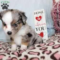 Lexie/Miniature Australian Shepherd									Puppy/Female														/7 Weeks,Say hello to this adorable Miniature Australian Shepherd puppy who loves attention! This sweetie pie comes up to date on shots and dewormer and will be vet checked before going home. This beautiful pup is so sweet like the mother Violet and is already smart like the sire Luke! If you are seeking a pup who would be fun to train contact us today! 