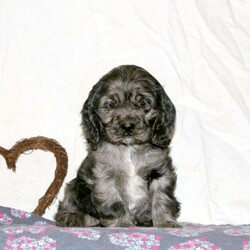 Robin/Cocker Spaniel									Puppy/Female														/November 25th, 2024,Meet Robin! This loving Cocker Spaniel puppy is vet checked & up to date on shots & wormer, plus comes with a 30-day health guarantee provided by the breeder! Robin is well socialized & currently being family raised with children! If you would like more information on this playful pup, please contact Steven Fisher today!