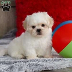 Archy/Lhasa Apso									Puppy/Male																/8 Weeks,Meet Archy he is the most adorable ACA Lhasa Apso pup with a heart as big as his fluffy coat! This little bundle of joy is ready to bring love, laughter, and endless cuddles to your home. With his bright, expressive eyes and charming personality, Archy is guaranteed to win your heart in no time. Lhasas are known for their loyalty and intelligence, making them the perfect companions for families or individuals alike. Archy absolutely loves attention and will happily follow you wherever you go, always ready for snuggles or a fun game. Spend a little time with Archy, and you’ll find a best friend!